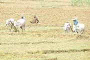 Over 8.85 Lakh Odisha Farmers Enrolled in PMFBY, Rs 2580 Cr Disbursed