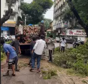 Panaji's Historic Trees Felled: Residents Decry Environmental Neglect