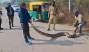 Panchkula Panic: 12-Foot Python Rescued After 2-Day Hunt, Second Snake Found