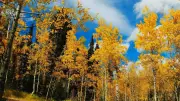 Pando: The 80,000-Year-Old Single Tree That's a 106-Acre Forest in Utah