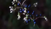 Pollia Condensata: The African Berry That Defies Nature With Metallic Blue Hue