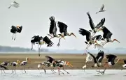 Pulicat Bird Sanctuary Gets Draft ESZ Map, Balancing Ecology & Livelihoods