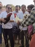 Puttur MLA Ashok Kumar Rai Among 17 Booked for Illegal Cockfighting in Mangaluru
