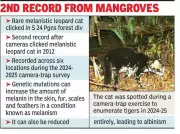 Rare Black Leopard Cat Spotted in Sundarbans After 12 Years