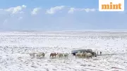 Rare Snowfall in Saudi Arabia: Deserts Turn White as Temperatures Plunge