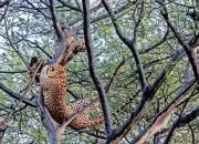 Sanctuary Awards 2025: Leopard Photo Wins, Expert Slams Sterilisation Plan