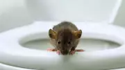 Seattle Floods Warning: Rats May Emerge in Toilets, Health Officials Issue Alert