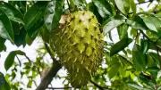 Soursop Leaf Fungi Show Promise in Cervical Cancer Fight: New Study