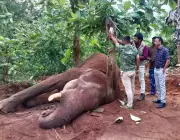 Tenkasi Forest Dept Rescues Ailing Wild Elephant After 2-Day Intensive Treatment