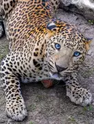 Thane on Alert After Second Leopard Sighting Near Warli Pada