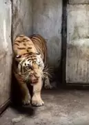 Third Tiger Dies in 3 Months at Kolkata's Alipore Zoo, Raising Care Concerns