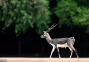 Three Blackbucks Shot Dead in Chikkamagaluru, Forest Department Launches Probe