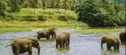 Three Elephants Found Dead in Vellore Private Forest, Probe Launched