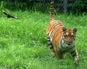 Tiger Alert in 3 Telangana Districts: Forest Dept Issues Safety Advisories