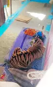 Tiger Strays into MP Village, Injures Man, Captured After 8-Hour Operation