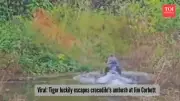 Tiger's Lightning Reflexes Save It From Crocodile Ambush at Jim Corbett