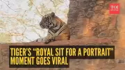 Tiger's Royal Stroll at Ranthambore Fort Stuns Tourists, Video Goes Viral