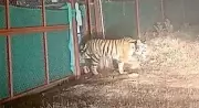 Tigress PN-224 Airlifted to Ramgarh Vishdhari, Set for Wild Release