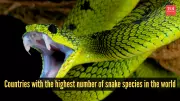 Top 10 Countries with Most Snake Species: Mexico Leads, India Ranks 4th