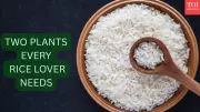 Transform Your Daily Rice with Pandan & Lemongrass: Easy Indian Balcony Guide