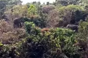 Two Elephants Stray into Bhubaneswar's Sikharchandi, Picnics Banned Indefinitely