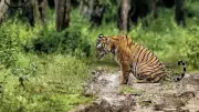 Valmiki Tiger Reserve Roars: Tiger Population Soars 7-Fold to 54 in 12 Years