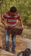 Vanishing Bees Threaten India's Food Security: Pune Initiative Rescues 17k Hives