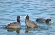 Wadhwana Lake's Eurasian Coot Numbers Plummet: A Ramsar Site's Winter Spectacle Fades