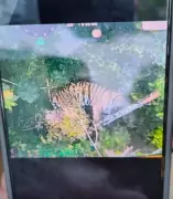 Wayanad Tiger Returns to Forest After 2-Day Panic, Officials Confirm