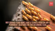Why Ground-Floor Homes Face High Termite Risk & 3 Permanent Solutions