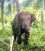 Wild Elephant Omkar's Rampage in Pernem Villages Sparks Fear, Disrupts School Life