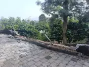 Wild Elephants Rampage in Kodagu, Destroy Crops & Spark Fear Among Planters