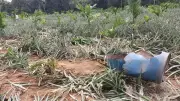 Wild Elephants Rampage in Shivamogga, Damage Crops as Forest Corridor Fragments