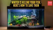 Winter Aquarium Care: 5 Essential Tips to Prevent Fish Deaths in Indian Homes