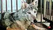 Wolf Attacks Injure Two Girls in Kaisarganj, Uttar Pradesh