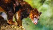 Wondiwoi Tree Kangaroo Rediscovered After 90 Years in New Guinea