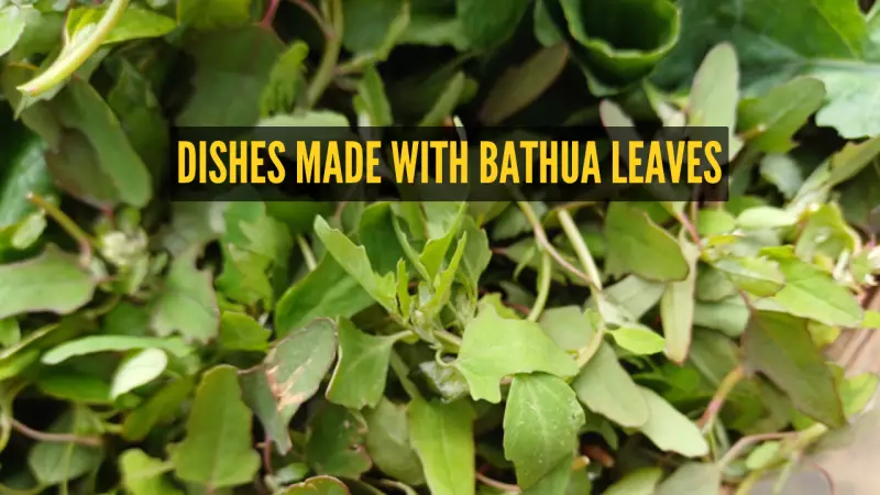 10 Delicious Bathua Leaf Dishes to Savor This Winter Season