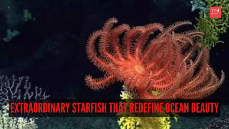10 Extraordinary Starfish That Redefine Ocean Beauty and Diversity