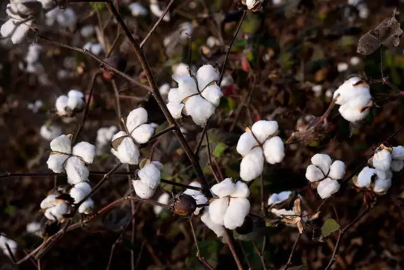 11% Cotton Import Duty Returns, Hits Textile Industry & Farmers in Vidarbha