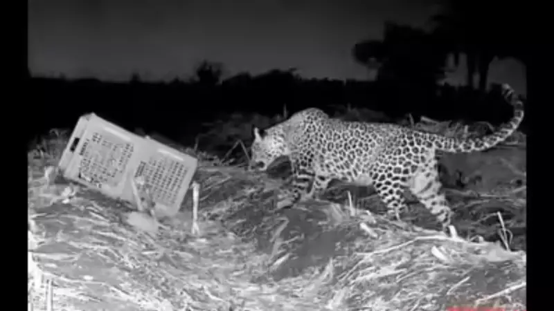 11-Year-Old Hero Saves Sister from Leopard Attack in Maharashtra Village