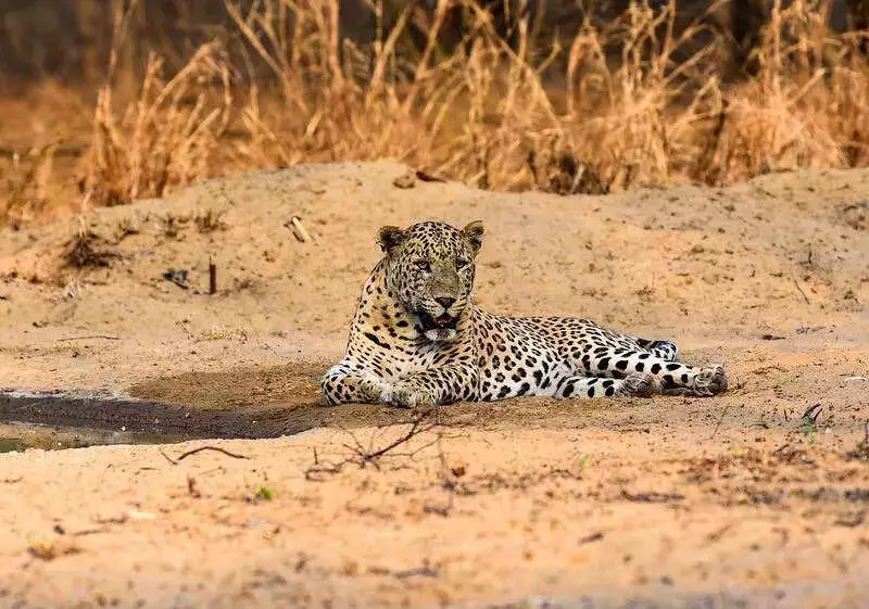 11-Year-Old Shivam Saves Sister from Leopard Attack in Sangli Village