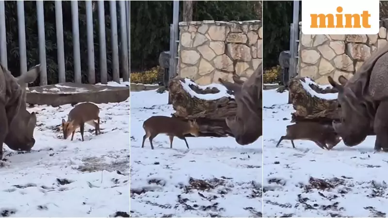 13kg Deer vs 1.7-Tonne Rhino: Viral Snowy Zoo Encounter in Poland