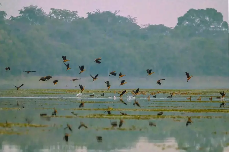 14 Migratory Bird Species Grace Valmiki Tiger Reserve This Winter