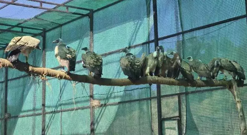 15 Critically Endangered Indian Vultures Released in Melghat Tiger Reserve