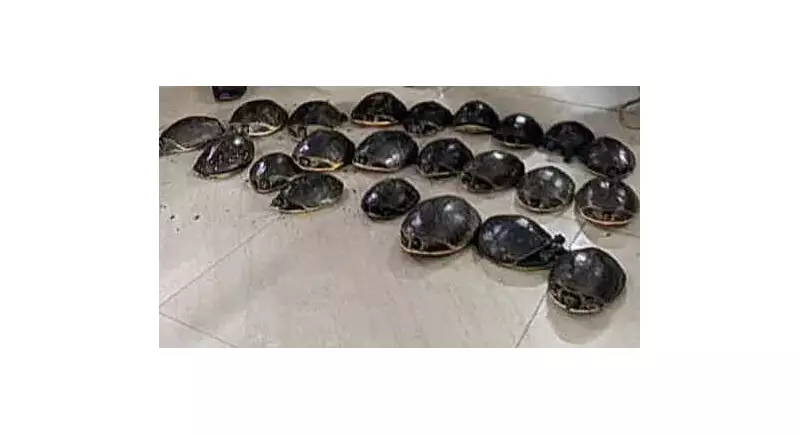 165 Indian Flapshell Turtles Rescued in Covert Op at Howrah Station