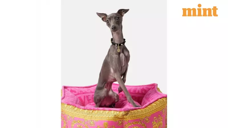 2026 Trend: Luxury Brands Like Gucci, Prada Sell Pet Gear for 'Mini-Me' Style