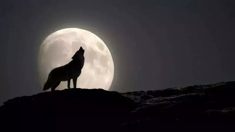 2026 Wolf Supermoon: Aries, Cancer, Libra, Capricorn Face Life-Altering Shifts