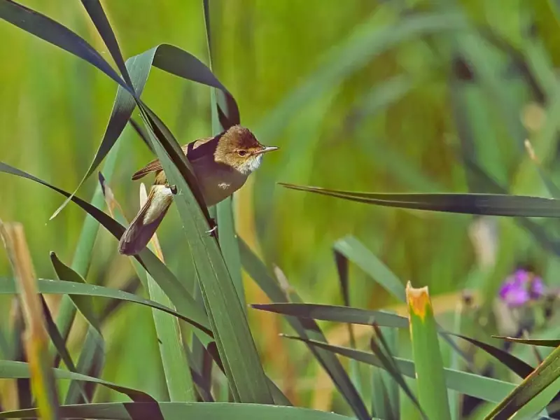 3 African Warbler Species Delay Dawn Chorus in Cold, Reveals South African Study
