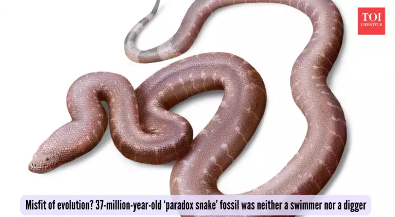 37-Million-Year-Old 'Paradox Snake' Fossil Rewrites Evolutionary History