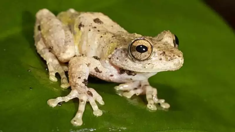 5 Animals That Never Poop: Nature's Digestive Marvels Revealed